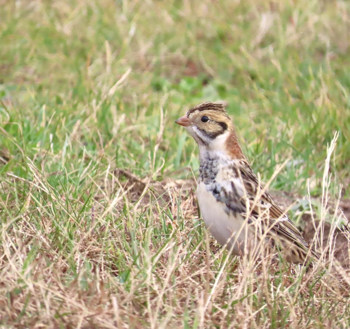 Lapland Longspur - ML626877245