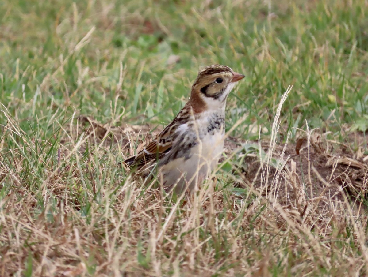 Lapland Longspur - ML626877246