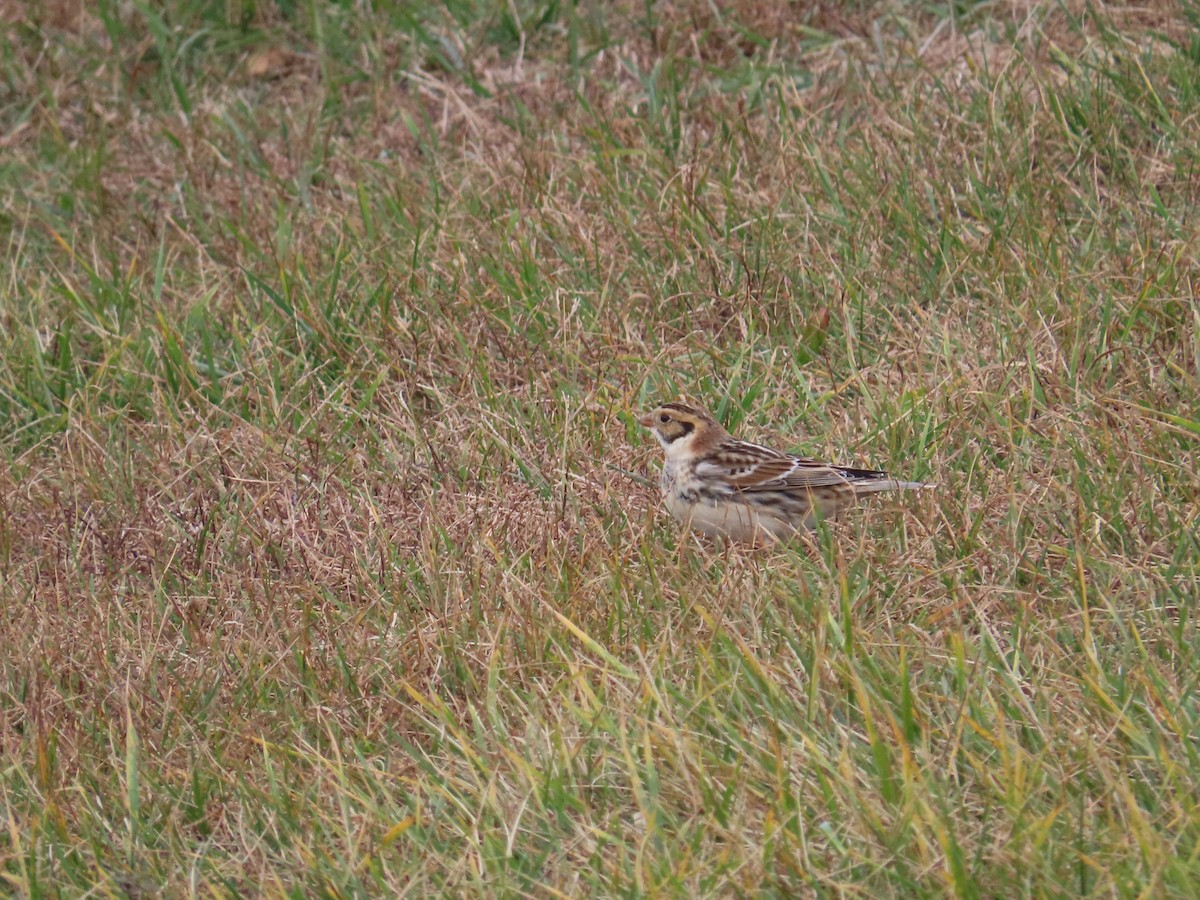 Lapland Longspur - ML626877250