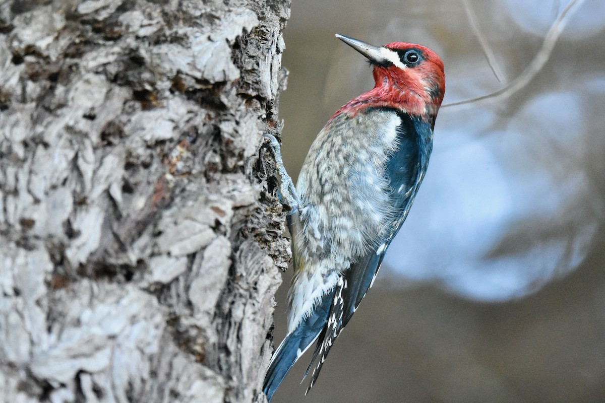 Red-breasted Sapsucker - ML626877261