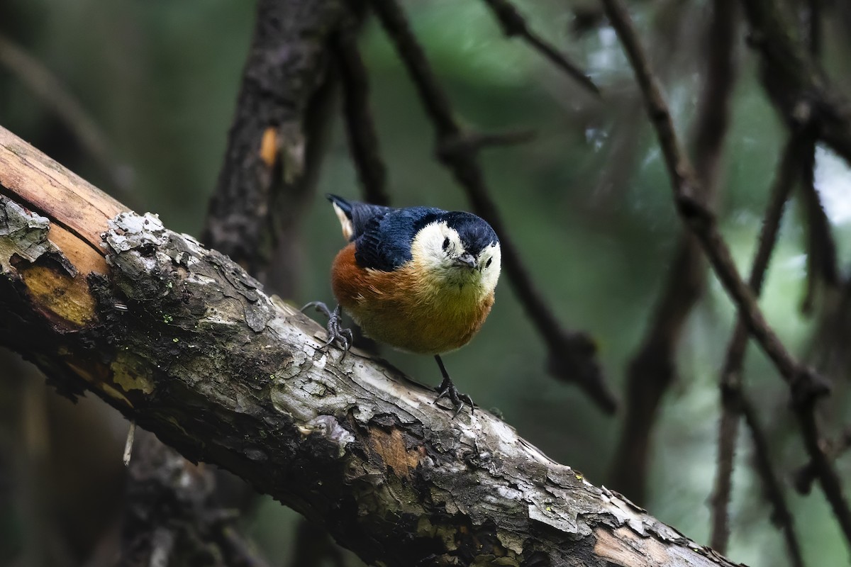 Przevalski's Nuthatch - ML626877283