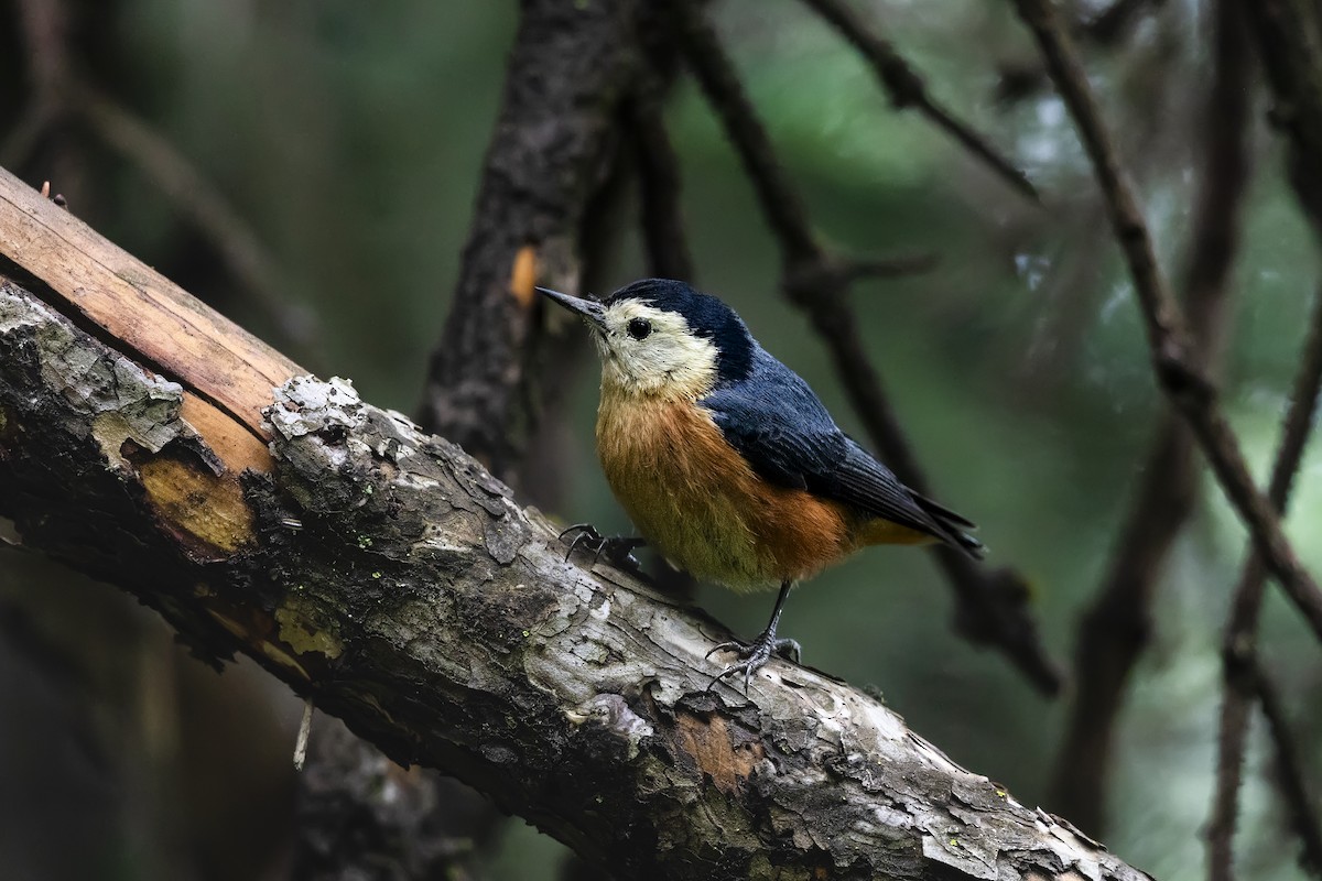 Przevalski's Nuthatch - ML626877284