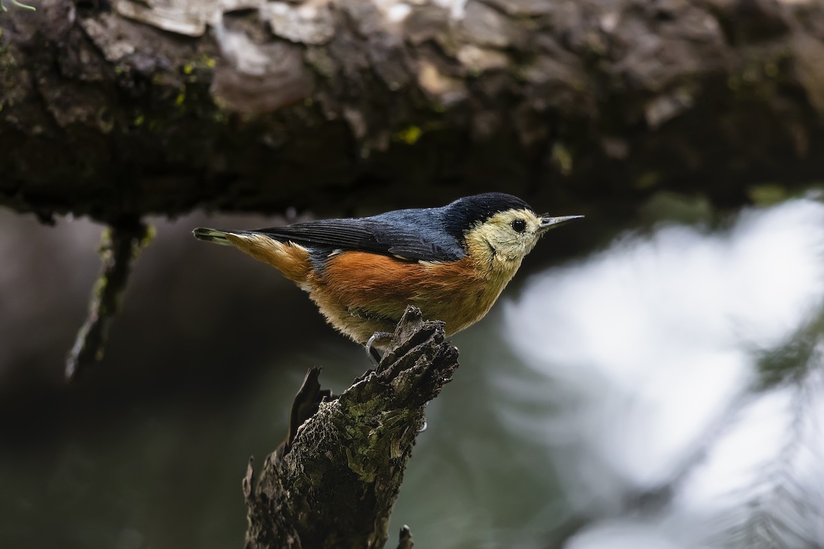 Przevalski's Nuthatch - ML626877292