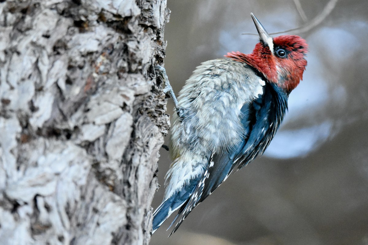 Red-breasted Sapsucker - ML626877314