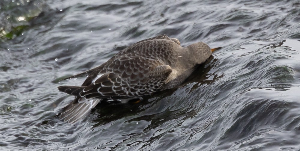 Purple Sandpiper - ML626877344