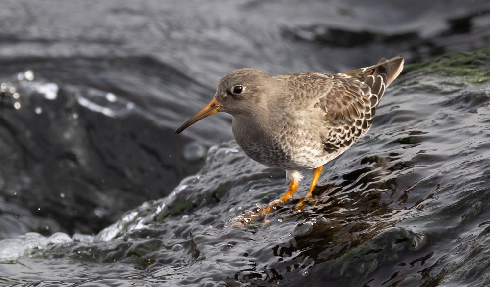 Purple Sandpiper - ML626877345