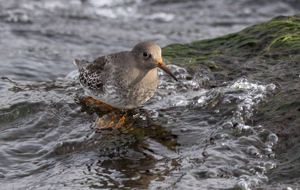 Purple Sandpiper - ML626877346