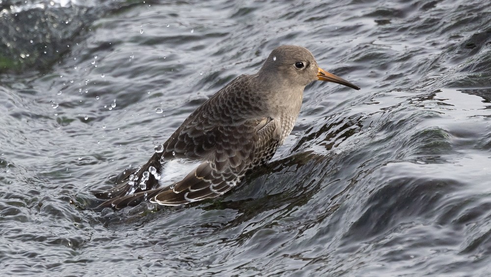 Purple Sandpiper - ML626877347