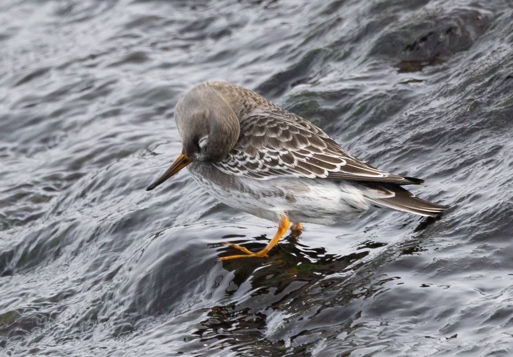 Purple Sandpiper - ML626877348