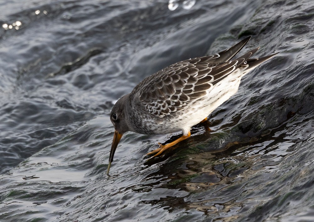 Purple Sandpiper - ML626877349