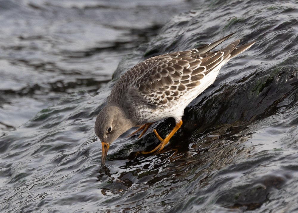 Purple Sandpiper - ML626877350