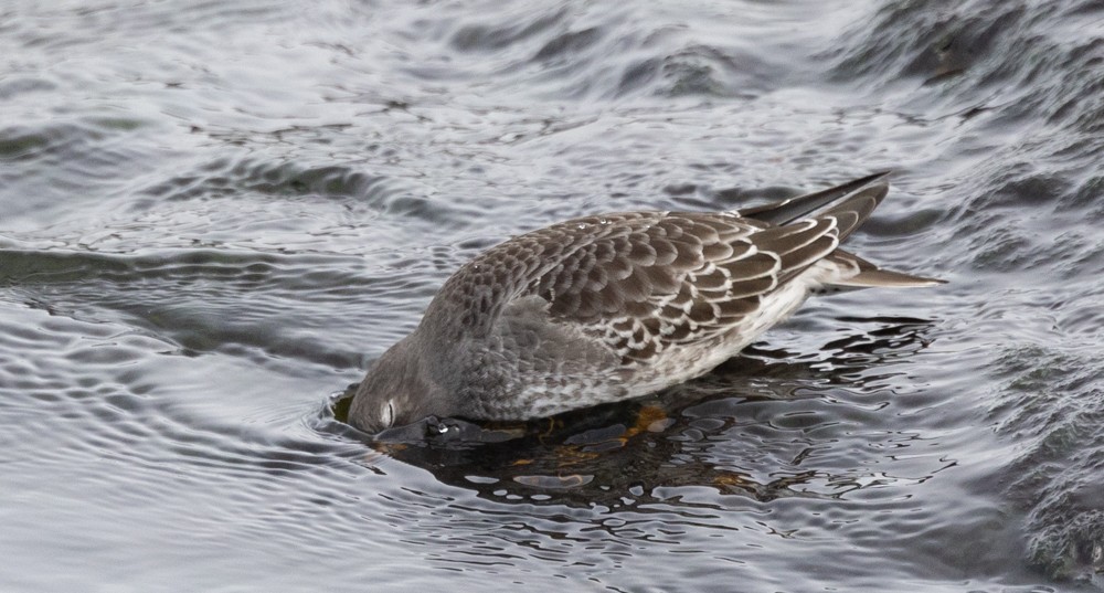 Purple Sandpiper - ML626877351