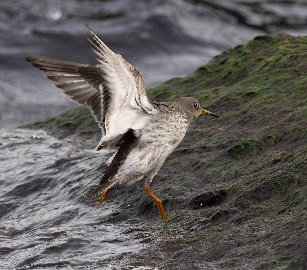 Purple Sandpiper - ML626877352