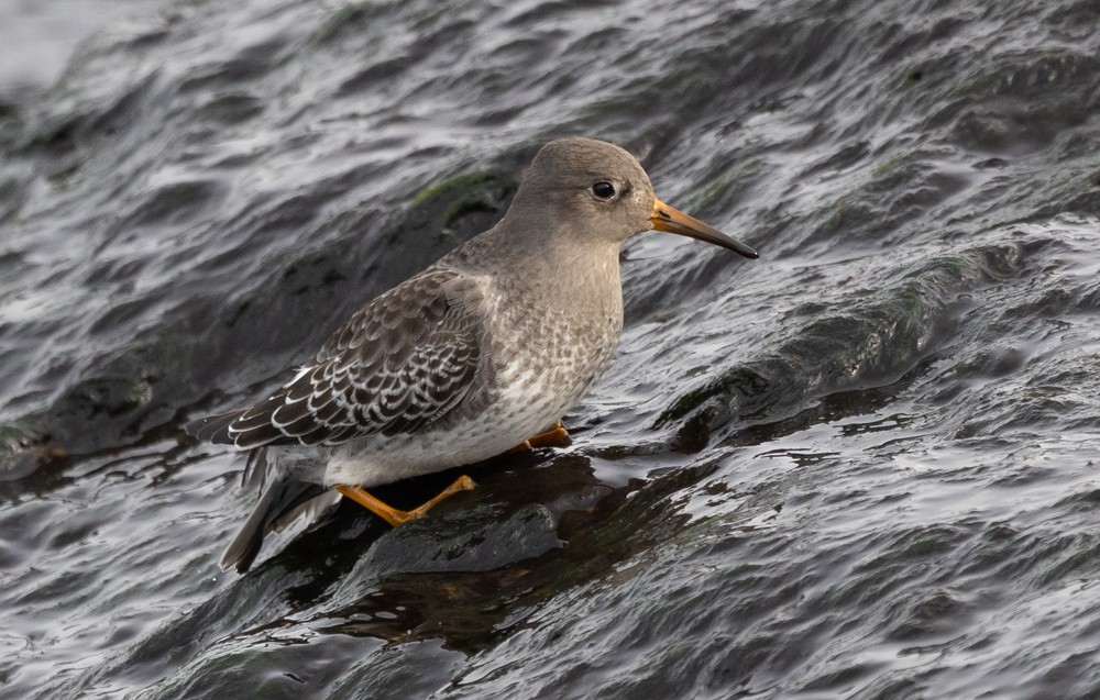 Purple Sandpiper - ML626877353