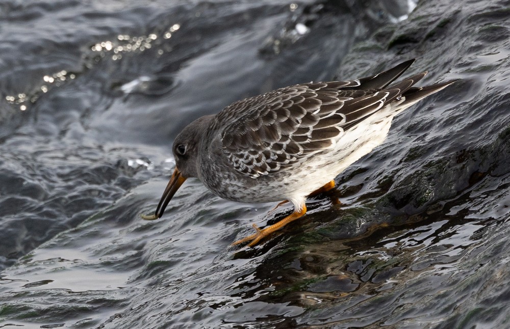 Purple Sandpiper - ML626877354