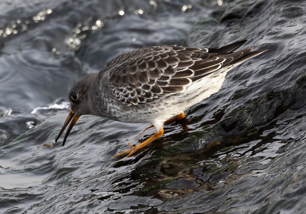 Purple Sandpiper - ML626877355