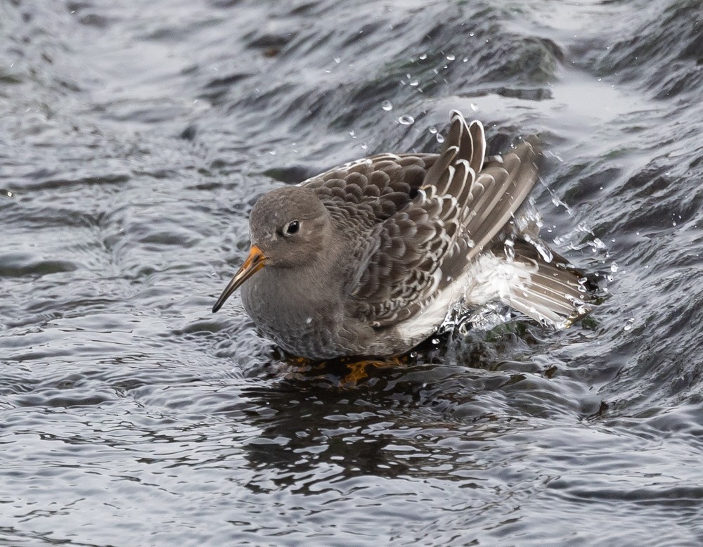 Purple Sandpiper - ML626877356