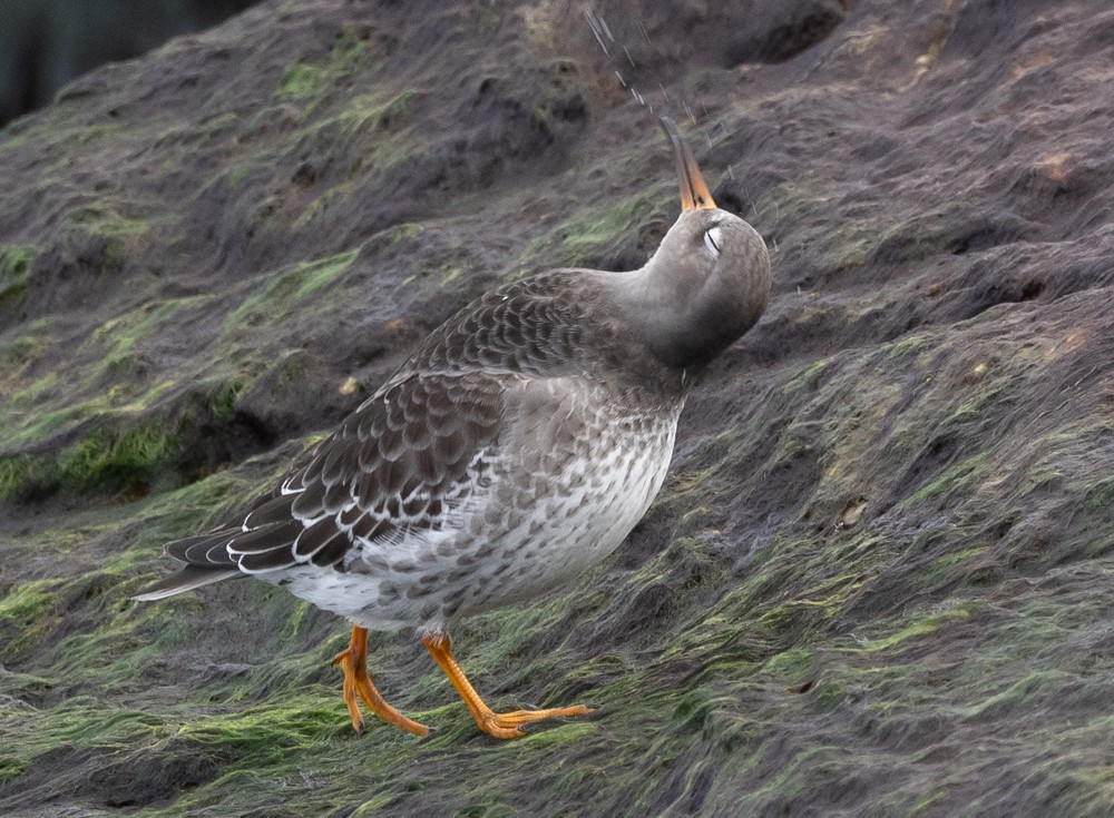 Purple Sandpiper - ML626877357