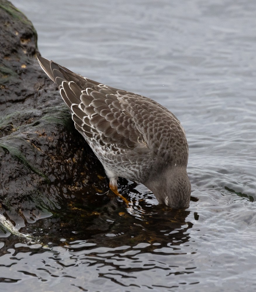 Purple Sandpiper - ML626877488