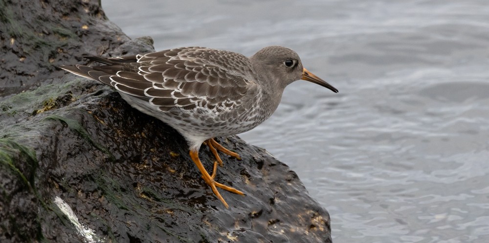 Purple Sandpiper - ML626877489
