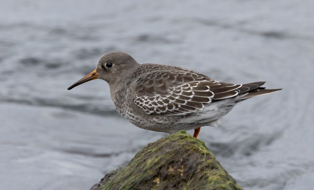 Purple Sandpiper - ML626877490