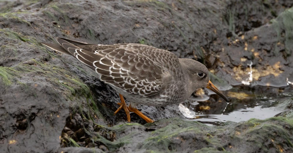 Purple Sandpiper - ML626877491