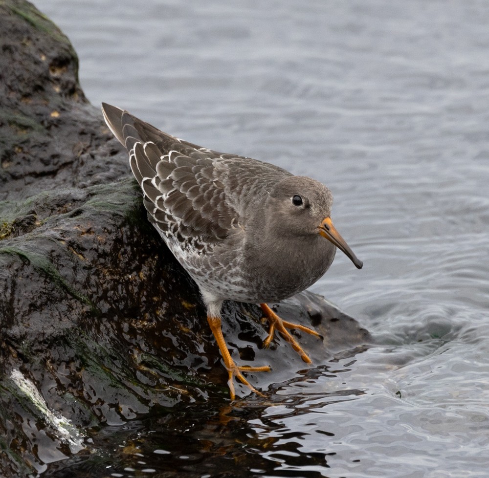 Purple Sandpiper - ML626877492