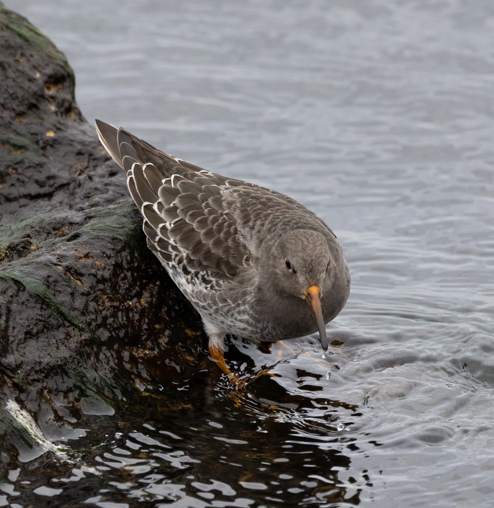Purple Sandpiper - ML626877494