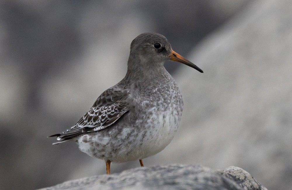 Purple Sandpiper - ML626877560
