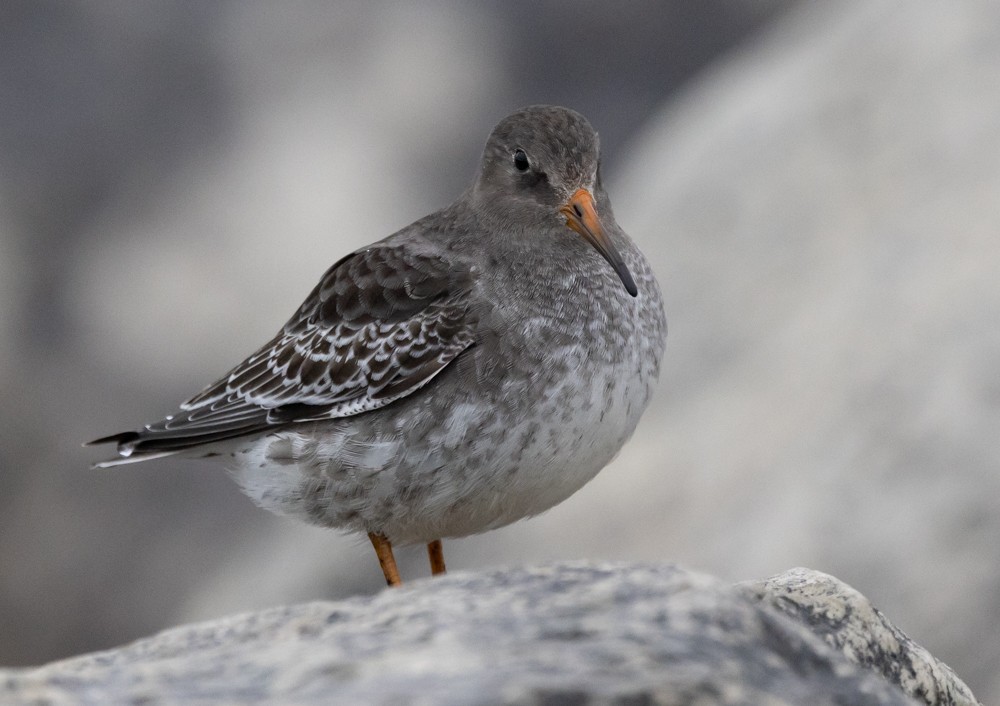 Purple Sandpiper - ML626877561