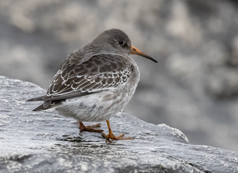 Purple Sandpiper - ML626877562