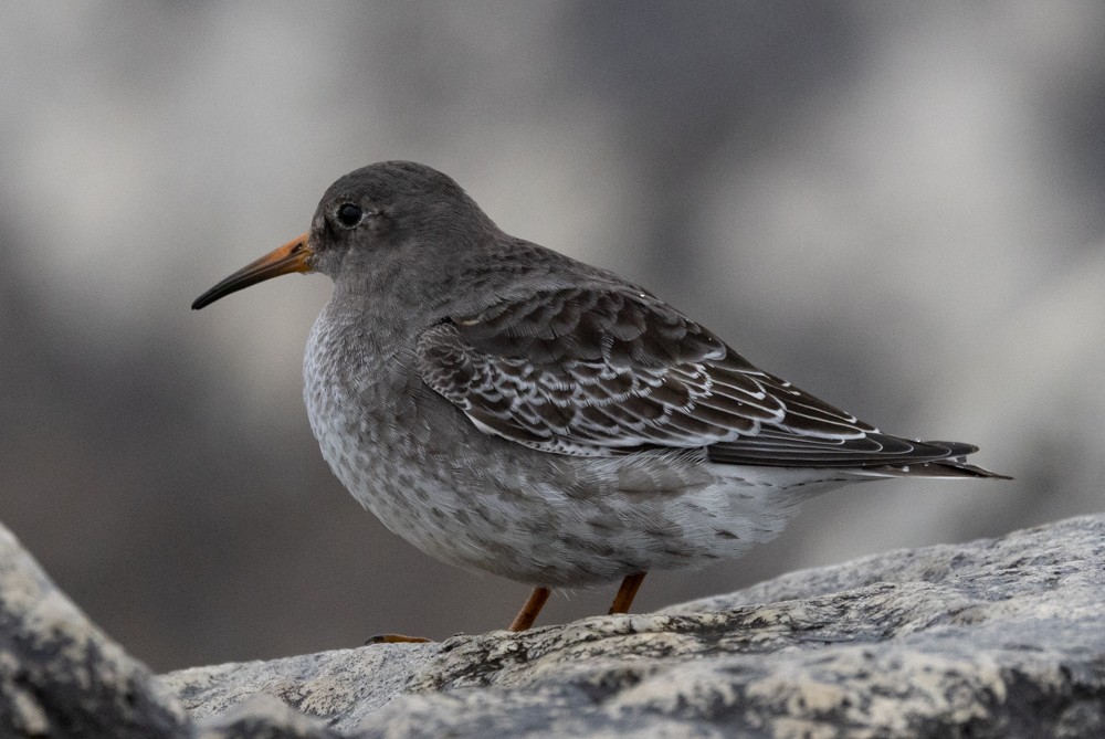 Purple Sandpiper - ML626877563