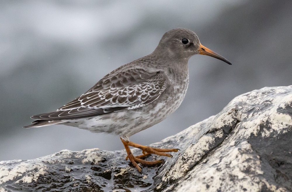 Purple Sandpiper - ML626877564