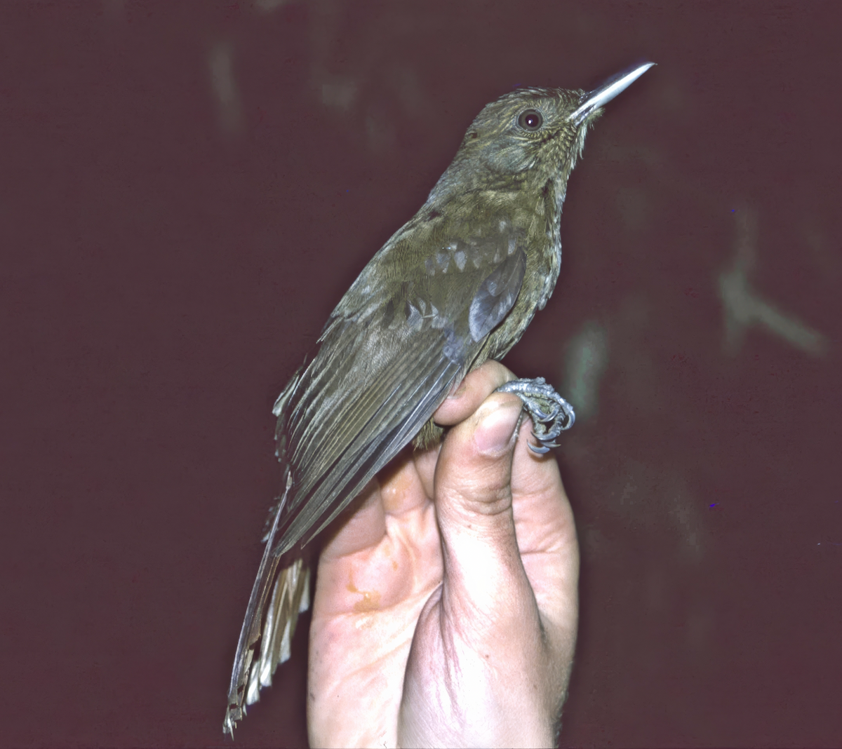 Plain-winged Woodcreeper - ML626877605