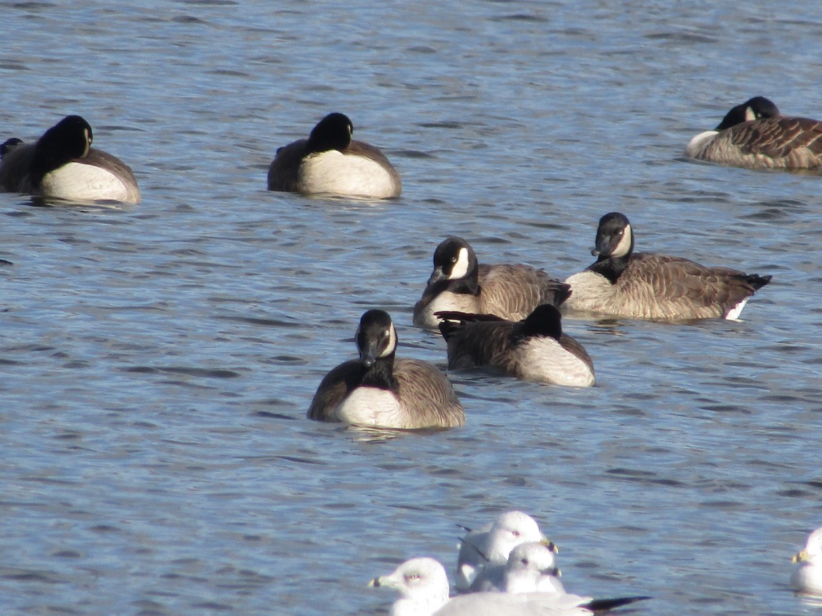 Cackling Goose - ML626877676