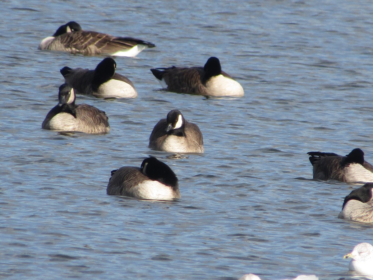 Cackling Goose - ML626877688