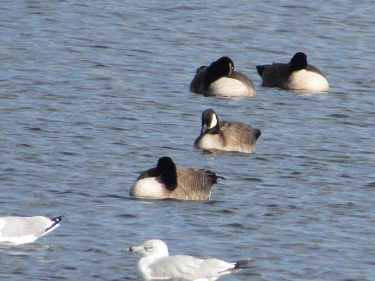 Cackling Goose - ML626877697