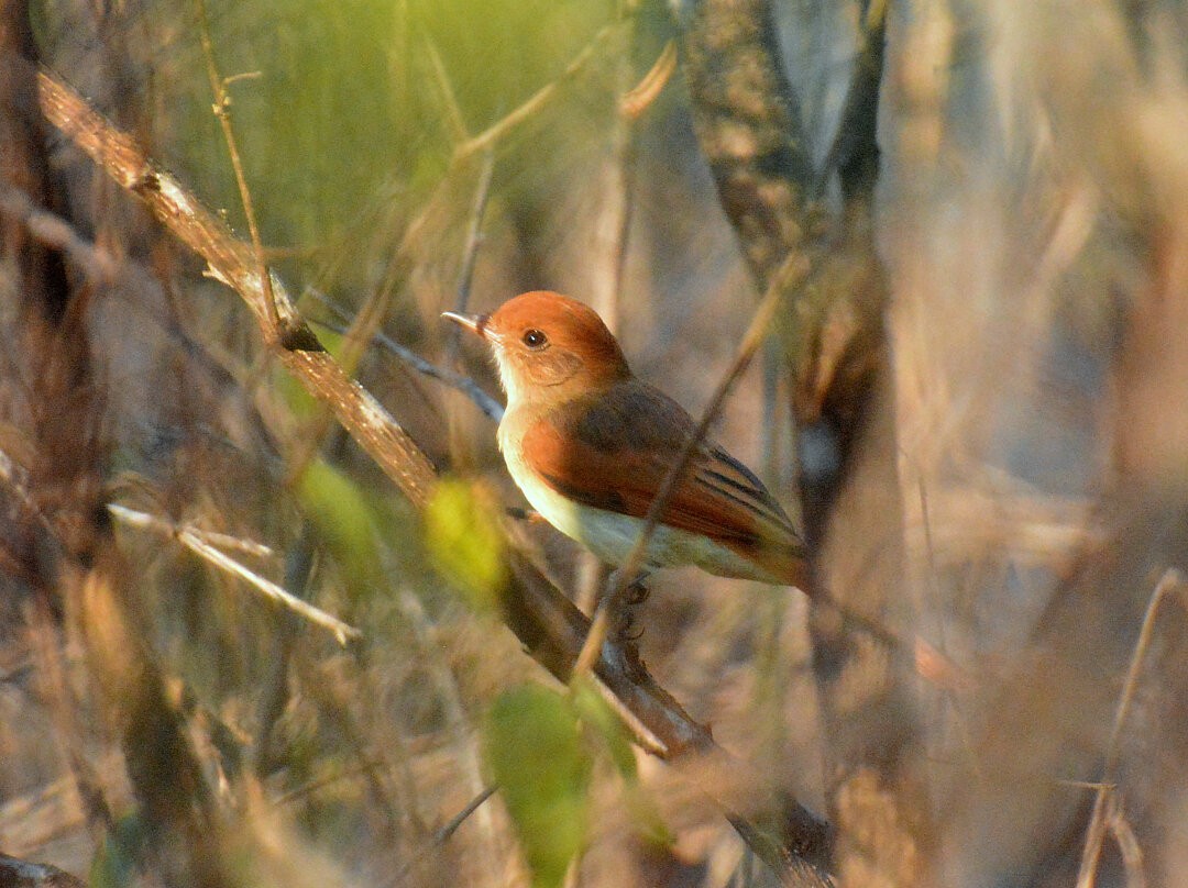 Ash-throated Casiornis - ML626877861