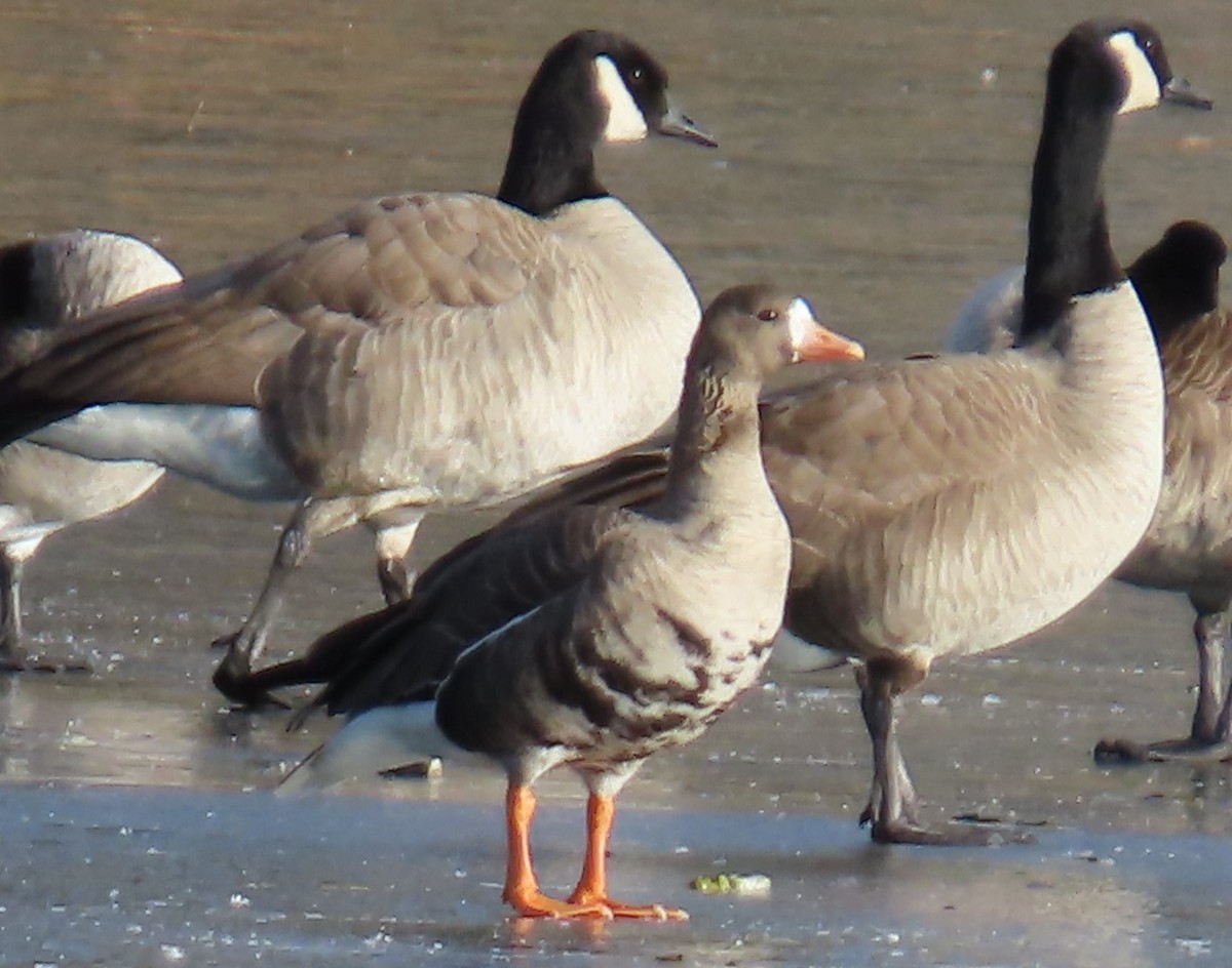 Greater White-fronted Goose - ML626877871