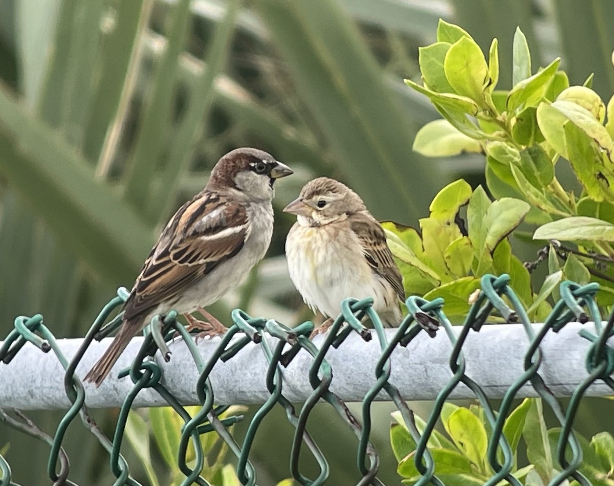 House Sparrow - ML626877955