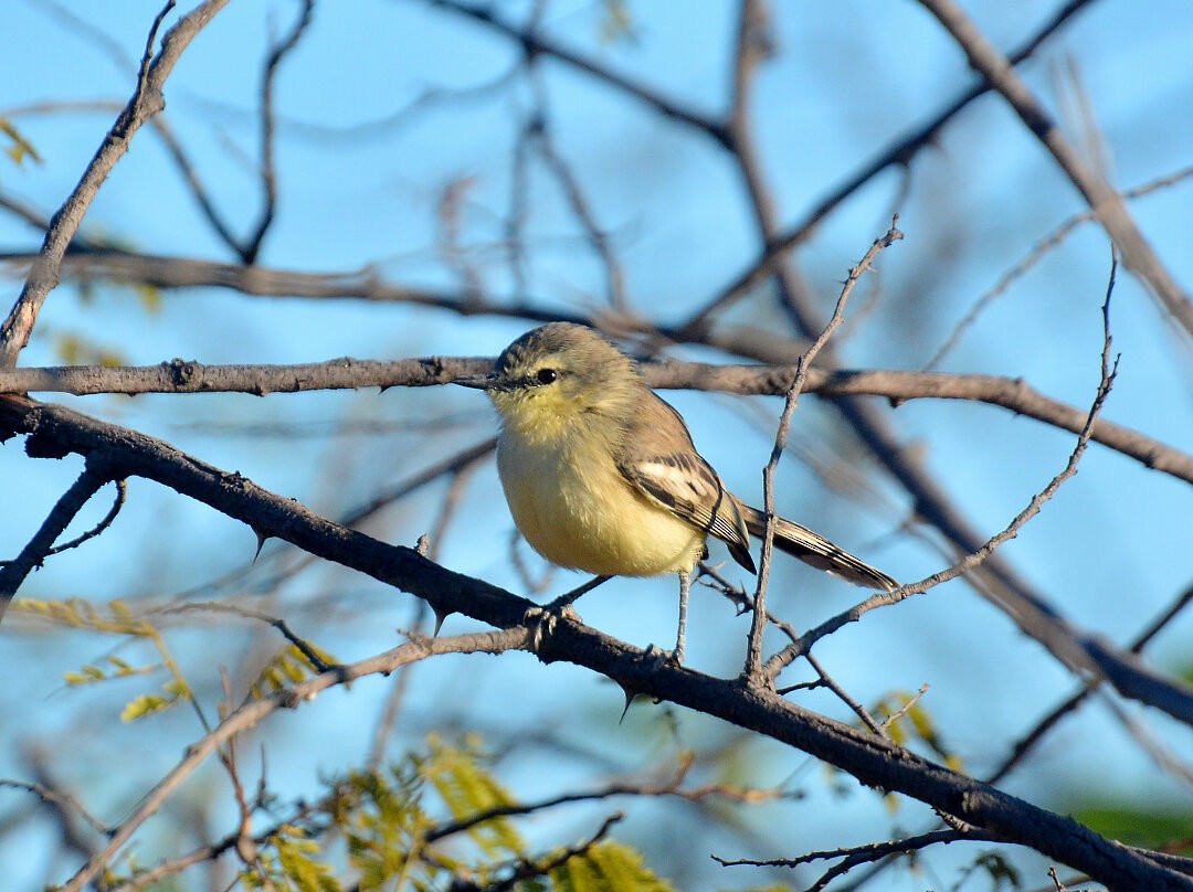 Bahia Wagtail-Tyrant - ML626878084