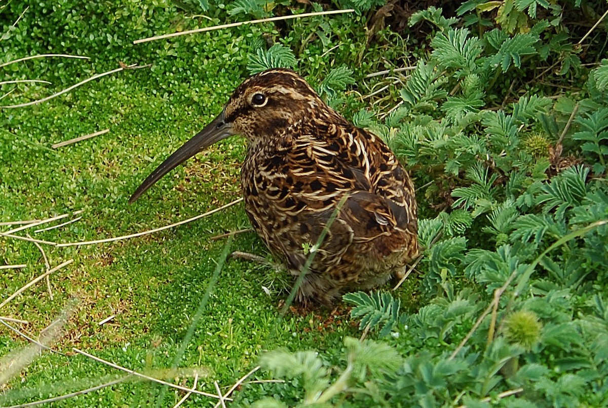 Subantarctic Snipe - ML626878187