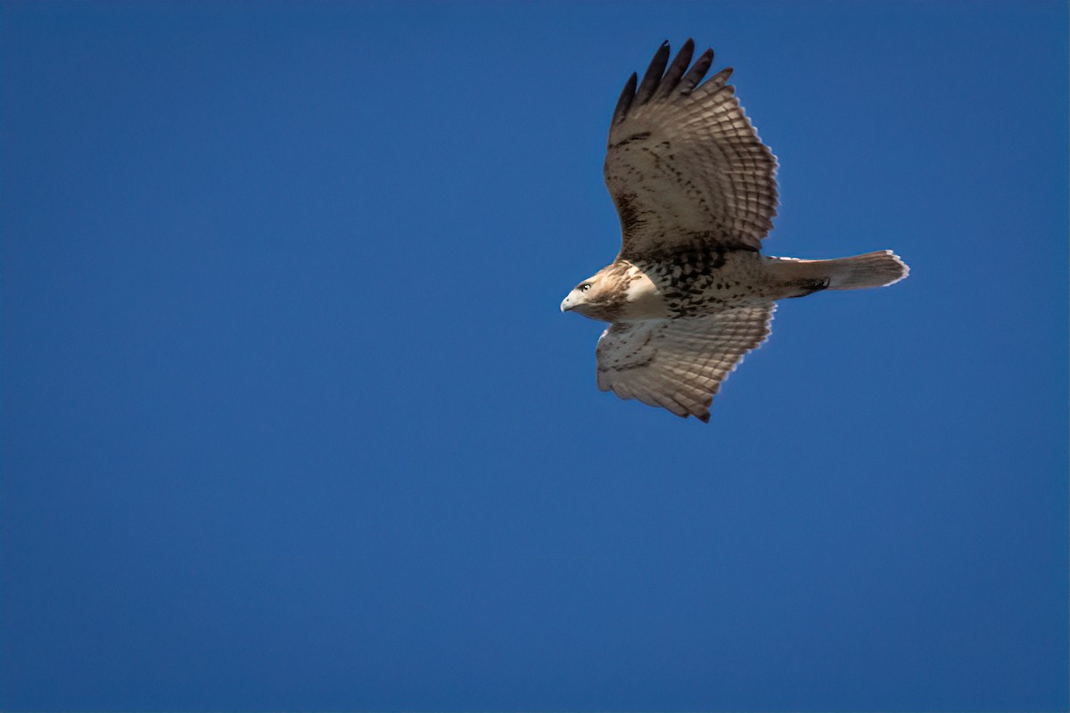 Red-tailed Hawk - ML626878205