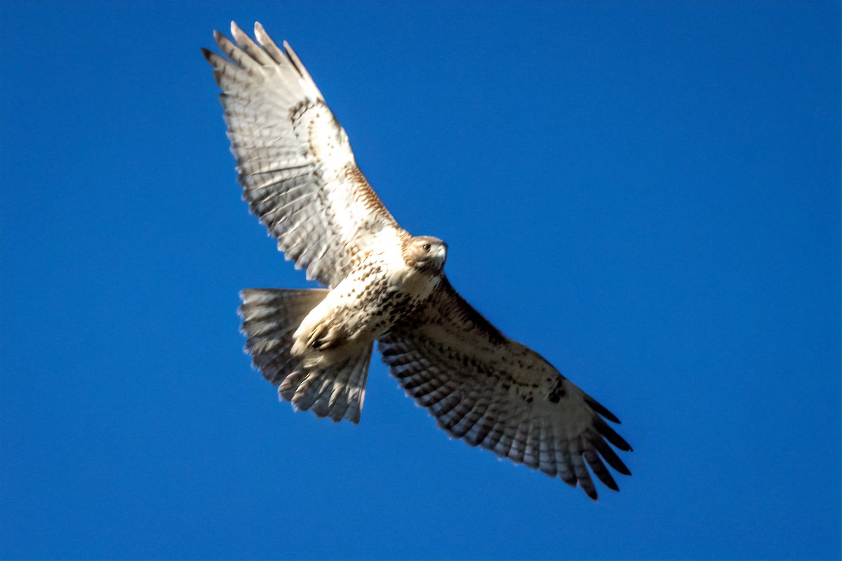 Red-tailed Hawk - ML626878209