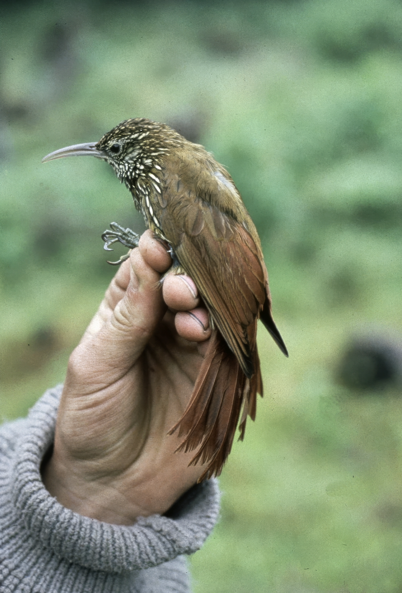 Montane Woodcreeper - ML626878234