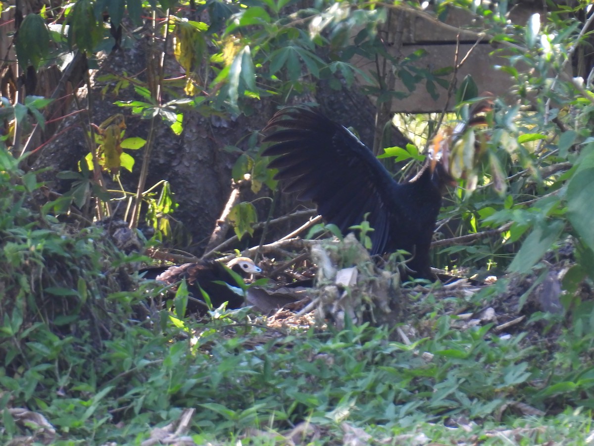 Blue-throated Piping-Guan - ML626878320