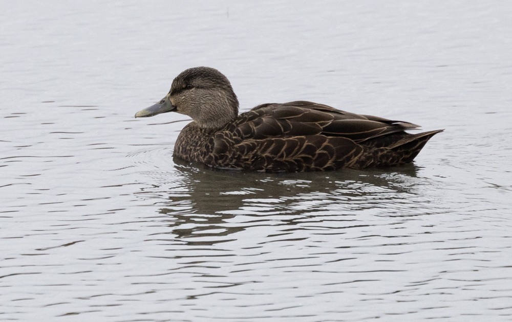 American Black Duck - ML626878325