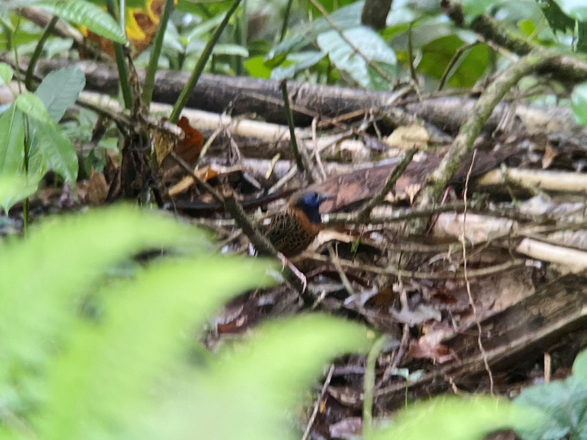 Ocellated Antbird - ML626878449