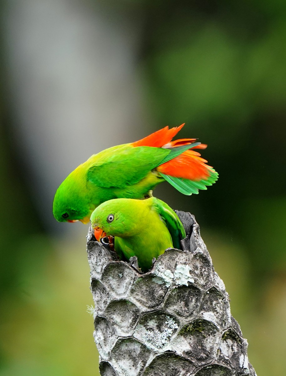 Yellow-throated Hanging-Parrot - ML626878543