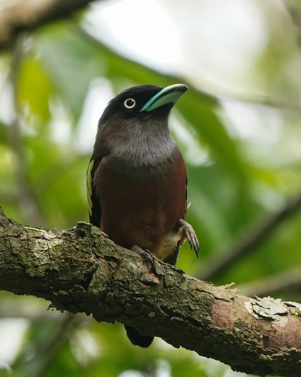 Banded Broadbill - ML626878553